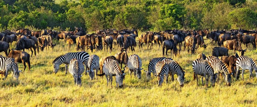 معلومات عن كينيا  معلومات عن كينيا