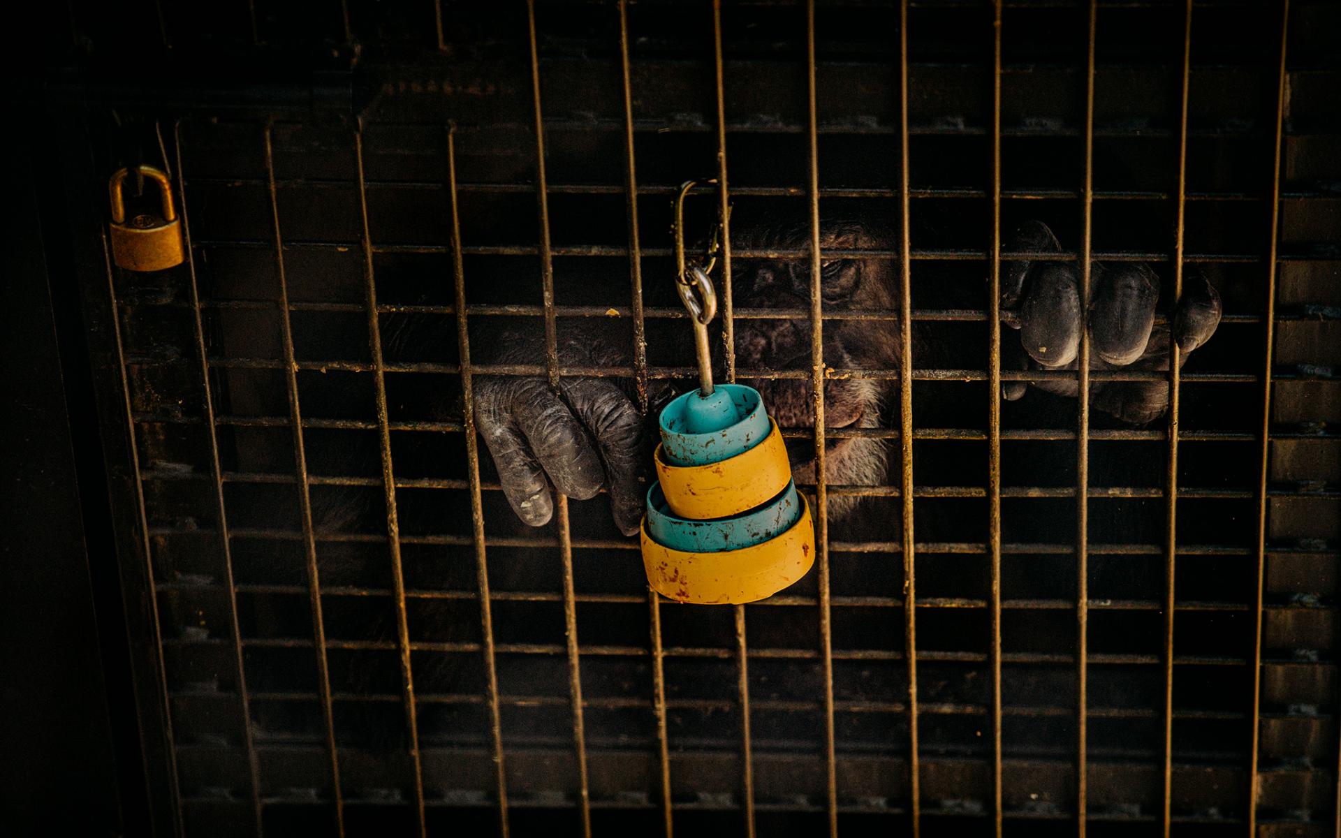 ملاذ لقرود المختبر "المتقاعدين" في نزاع حول جودة رعايتها" ، يوليو 2020 ملاذ لقرود المختبر "المتقاعدين" في نزاع حول جودة رعايتها" ، يوليو 2020