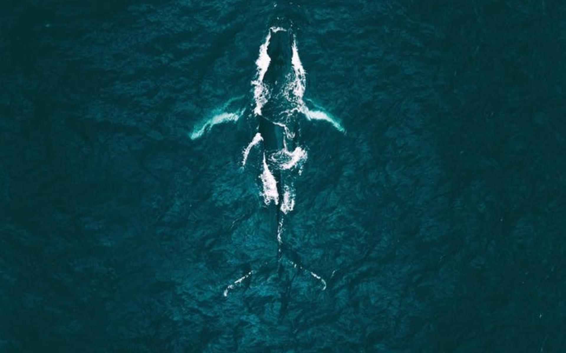 حوت يمر بالمحيط بالقرب من أيسلندا حوت يمر بالمحيط بالقرب من أيسلندا