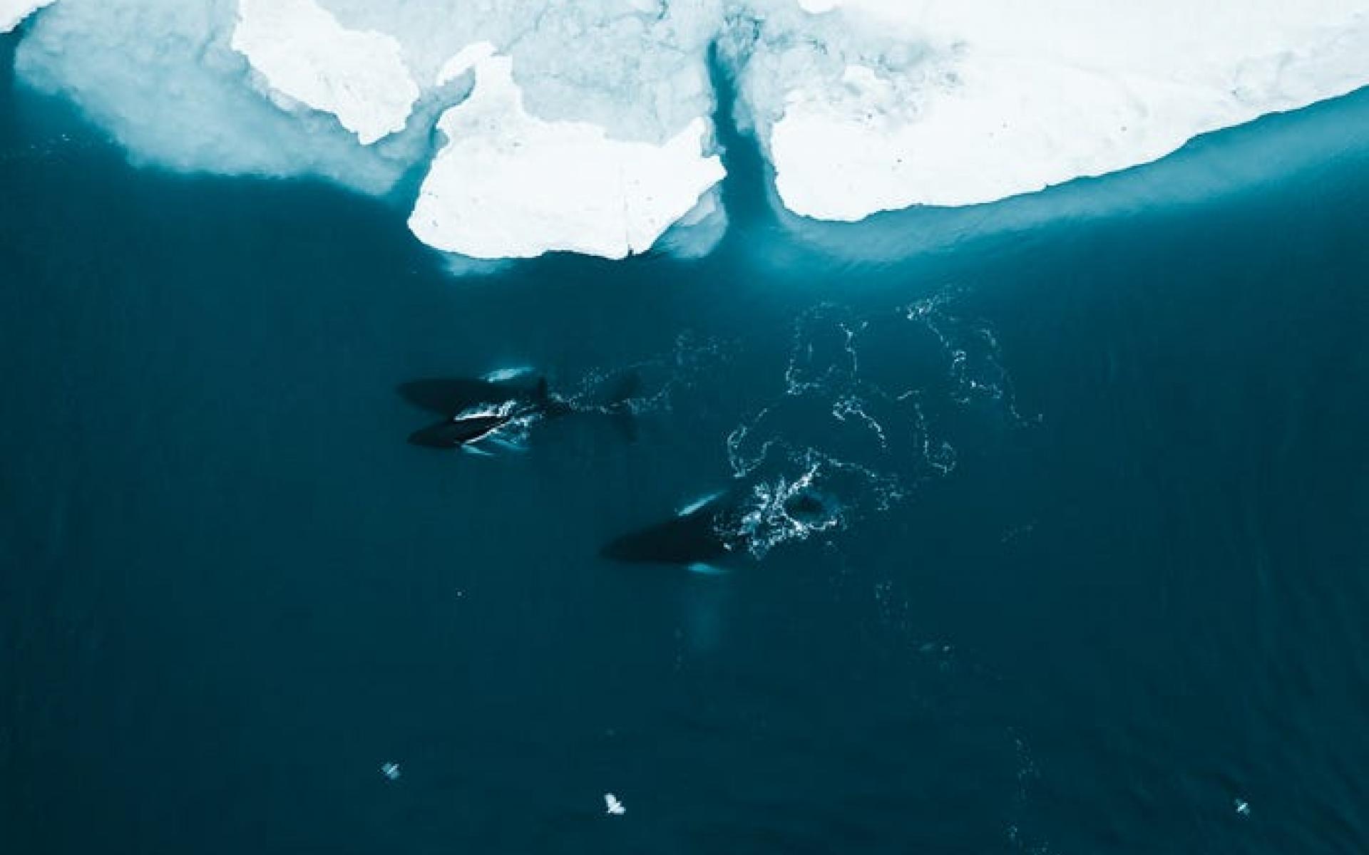 حوت في غرينلاند حوت في غرينلاند