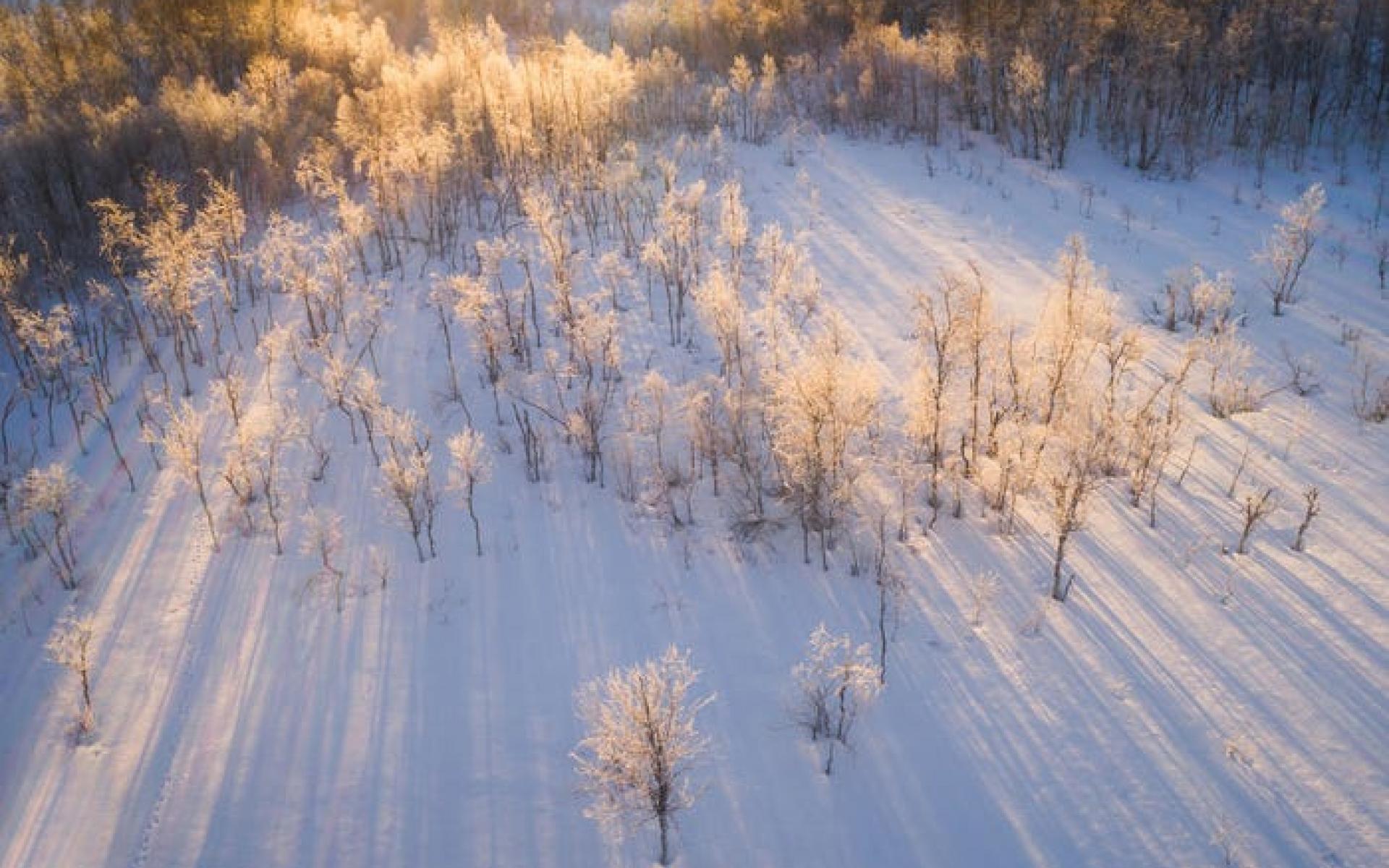 لقطة جوية للأشجار في النرويج لقطة جوية للأشجار في النرويج