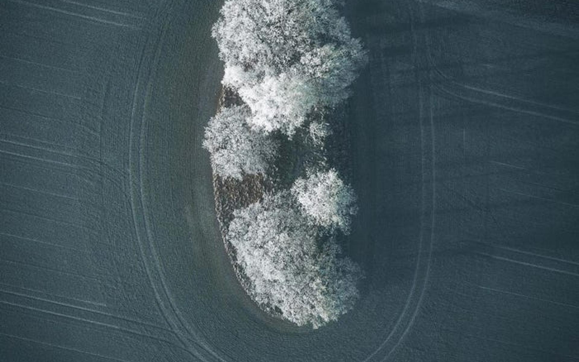 أشجار متجمدة أشجار متجمدة