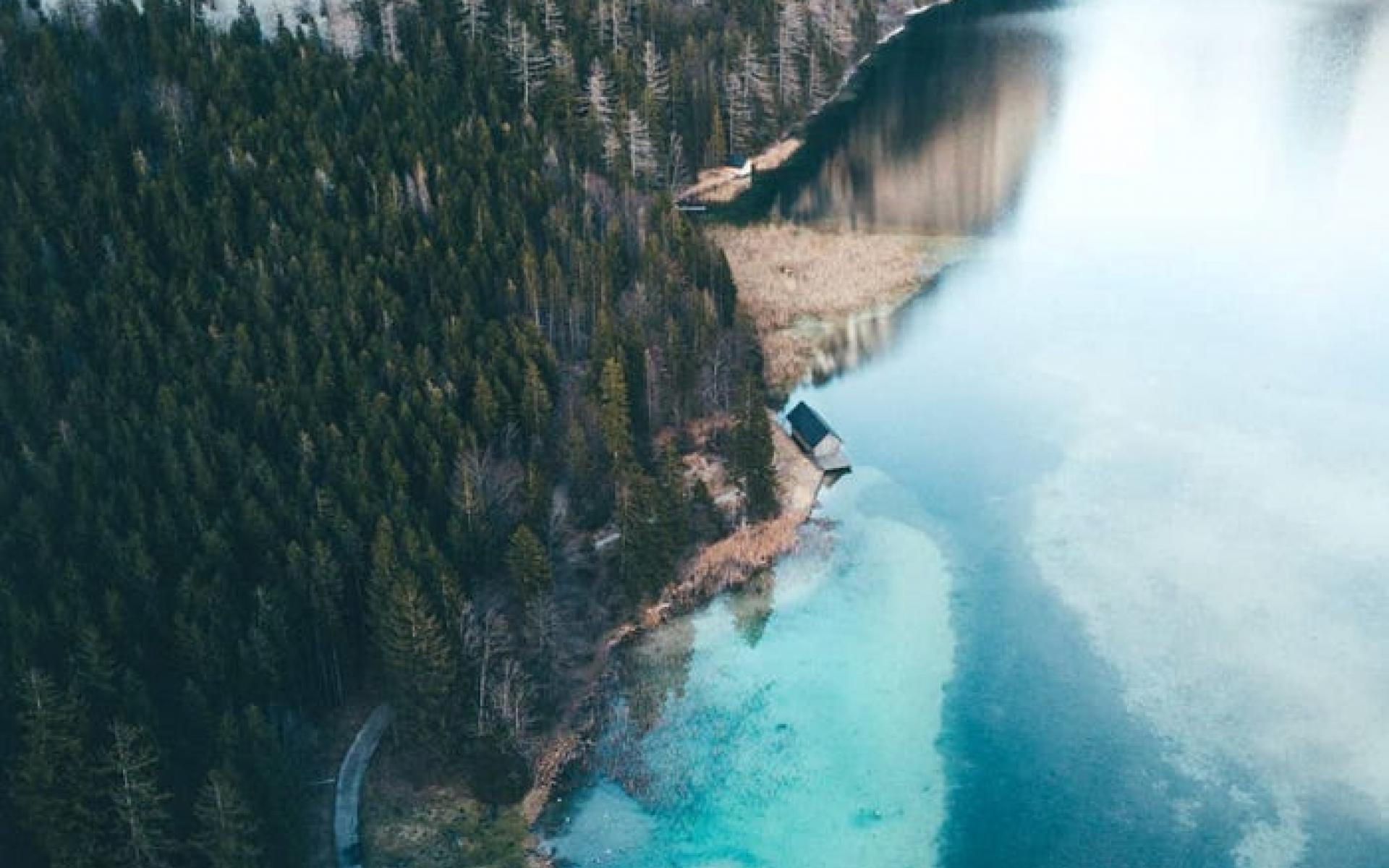 غابة نمساوية غابة نمساوية