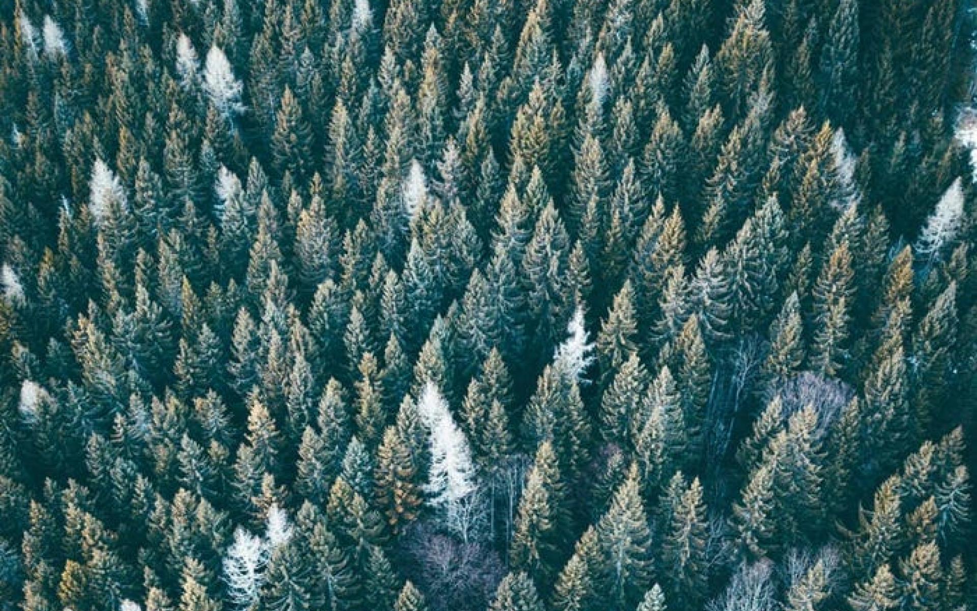 غابة في Steiermark ، النمسا غابة في Steiermark ، النمسا