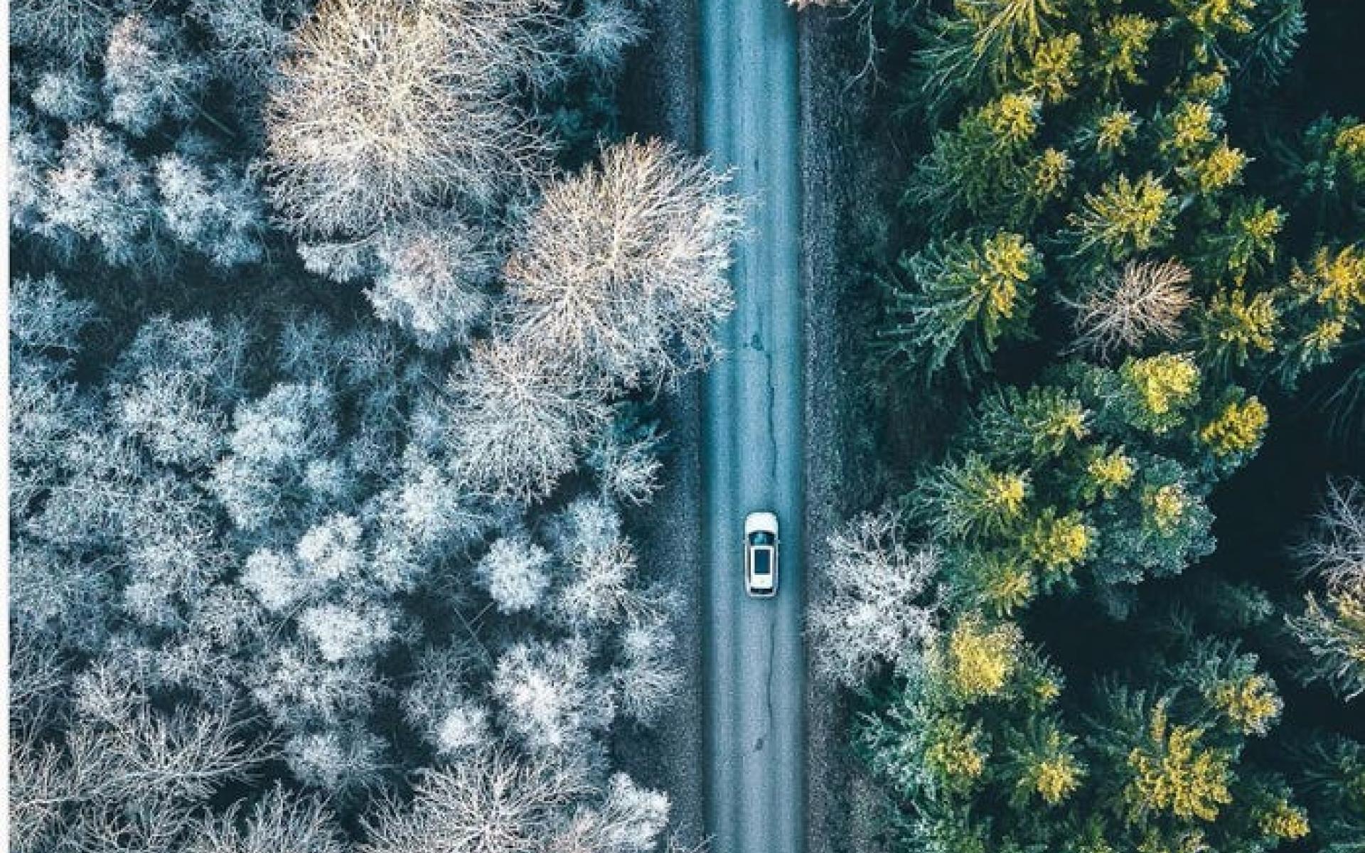 غابة في السويد غابة في السويد