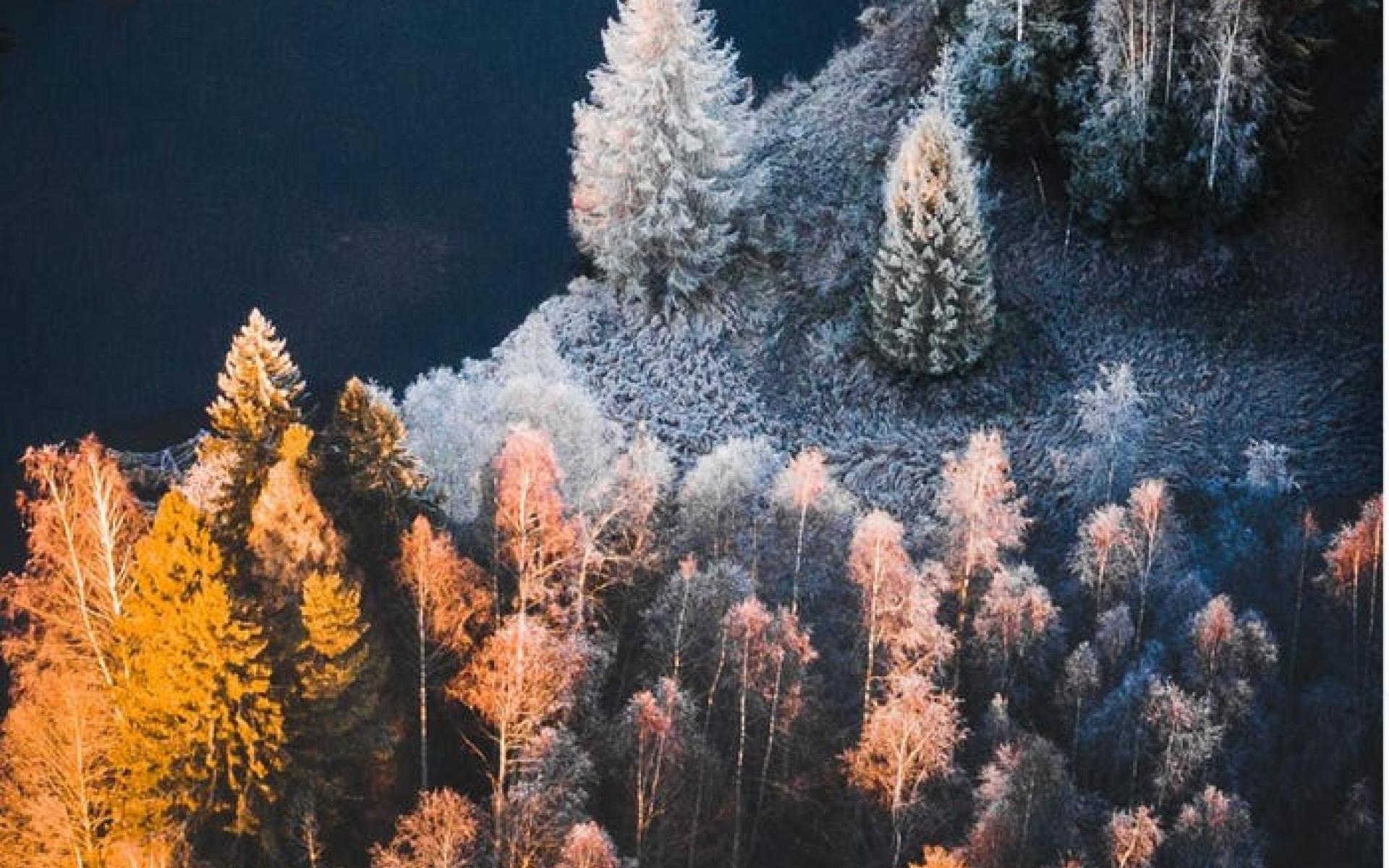 غابة في السويد غابة في السويد