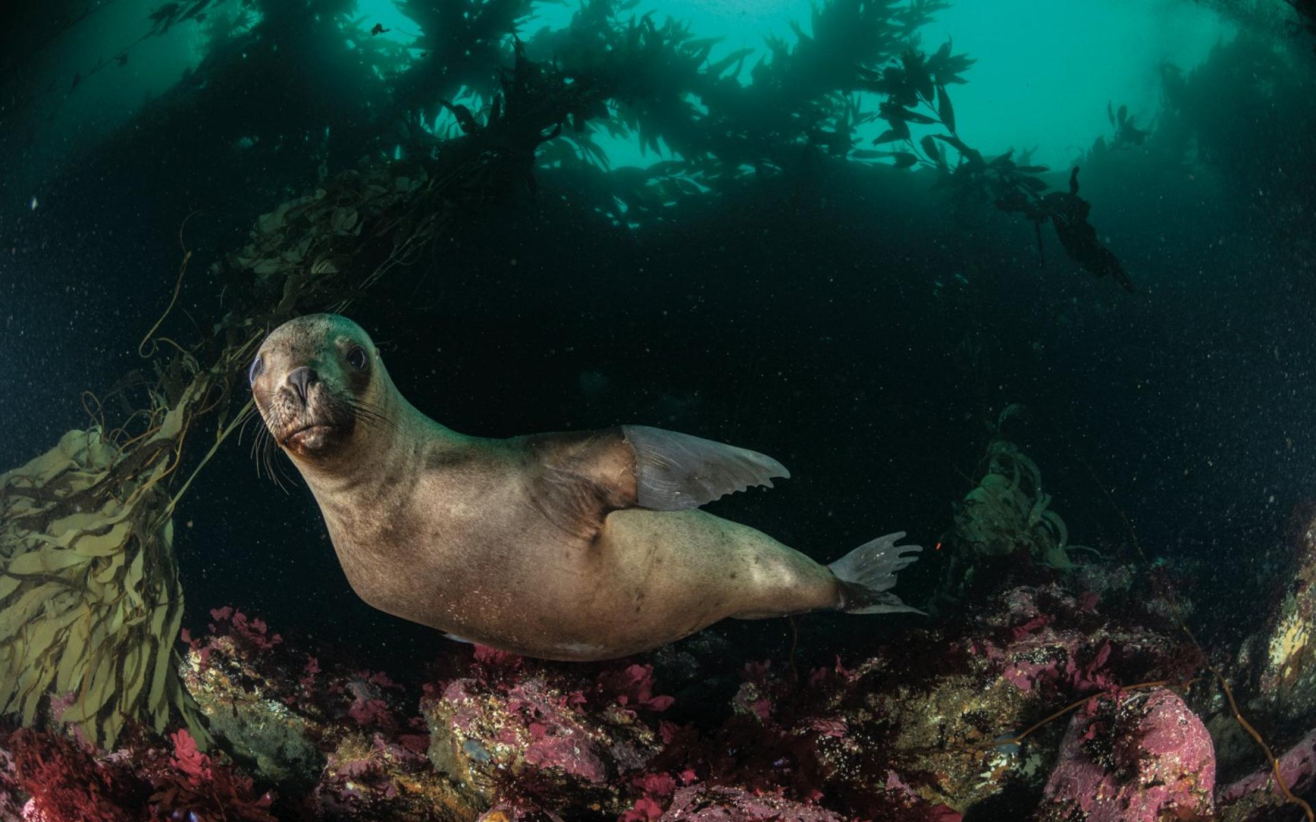أسد بحر من أمريكا الجنوبية يسبح قبالة جزيرة لوس إستادوس ، في الجزء الأرجنتيني من تييرا ديل فويغو أسد بحر من أمريكا الجنوبية يسبح قبالة جزيرة لوس إستادوس ، في الجزء الأرجنتيني من تييرا ديل فويغو