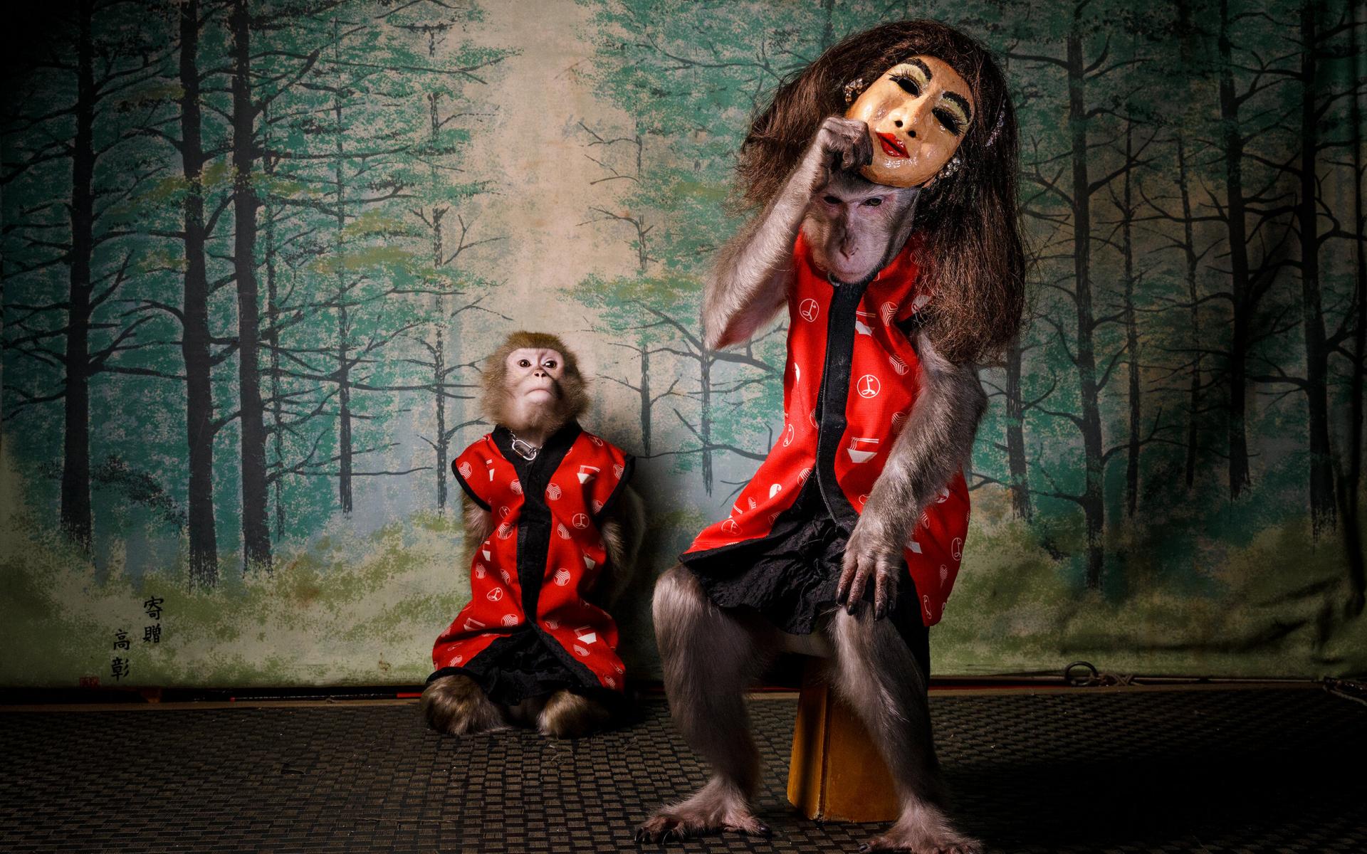 من العروض الشبيهة بالسيرك التي قدمتها قرود الثلج في اليابان، مارس 2020 من العروض الشبيهة بالسيرك التي قدمتها قرود الثلج في اليابان، مارس 2020