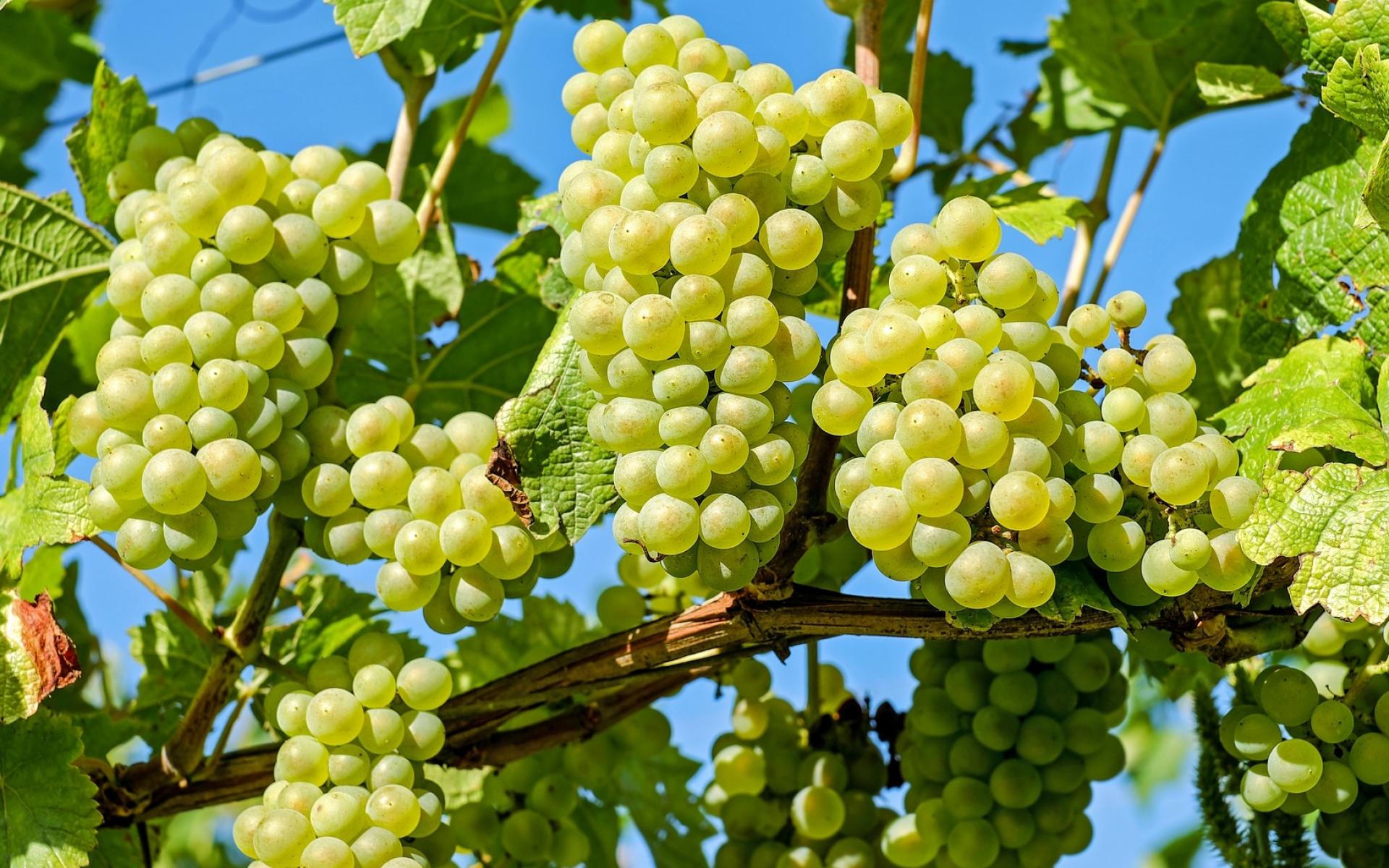 4- العنب: يحتوي العنب على العديد من المواد النافعة و المفيدة للصحة والتي تساعدك في تحقيق المزيد من الرشاقة وتحافظ على جمال ونضارة البشرة كما أنها تحارب علامات التقدم في السن.