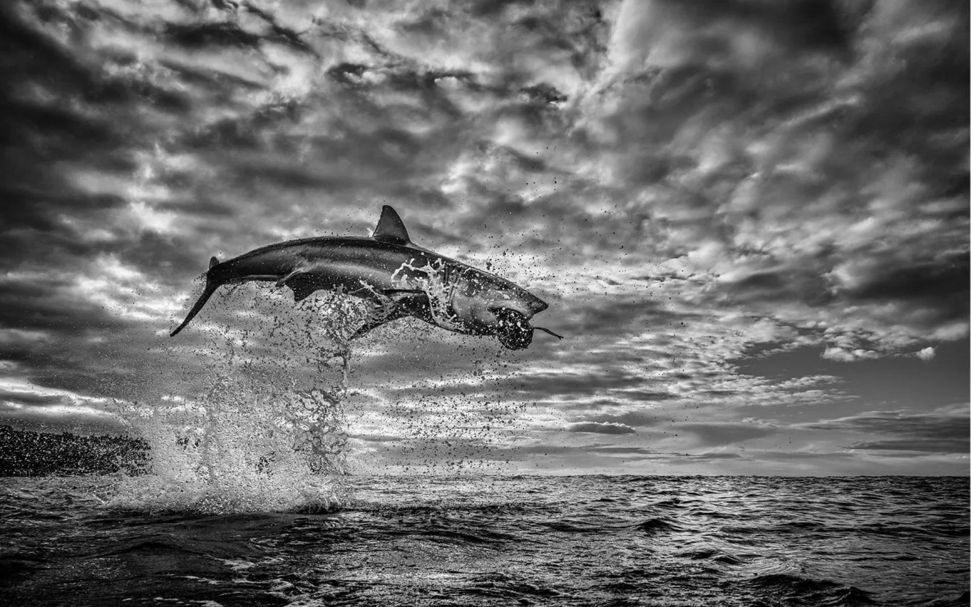 سمكة قرش من تصوير "كريس فالوز" ، تسمى اللؤلؤة ، بعد التقاطها في أغسطس 2020 سمكة قرش من تصوير "كريس فالوز" ، تسمى اللؤلؤة ، بعد التقاطها في أغسطس 2020